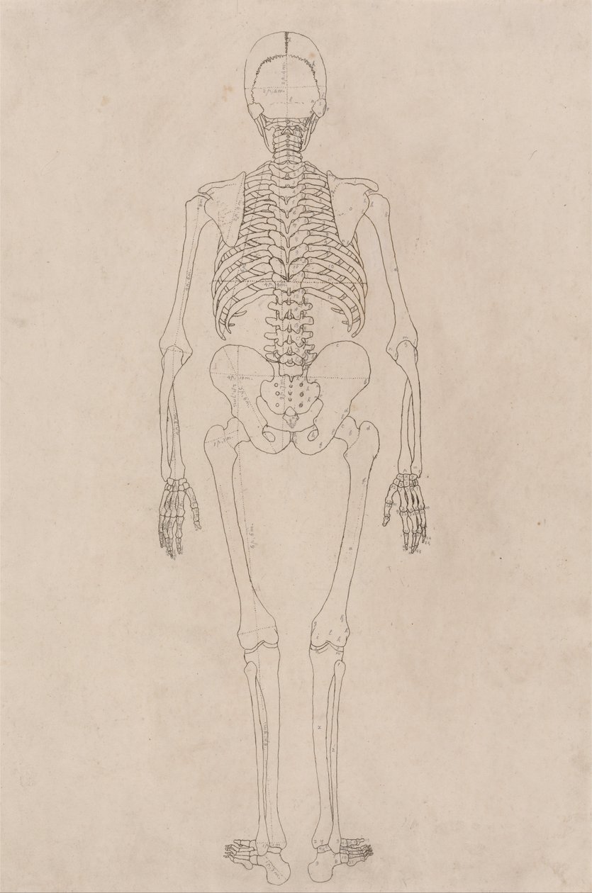 Ein vergleichender anatomischer Exposition der Struktur des menschlichen Körpers mit der eines Tigers und eines gewöhnlichen Huhns: Menschliches Skelett, Rückansicht (Bezieht sich auf Tabelle II) von George Stubbs