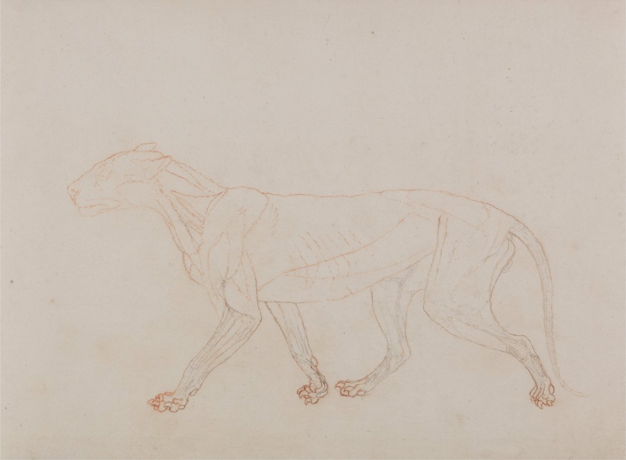 Vergleichende anatomische Darstellung des menschlichen Körpers mit einem Tiger und einem Haushuhn: Tigerkörper, Seitenansicht (zeigt die dritte Stufe der Sektion) von George Stubbs