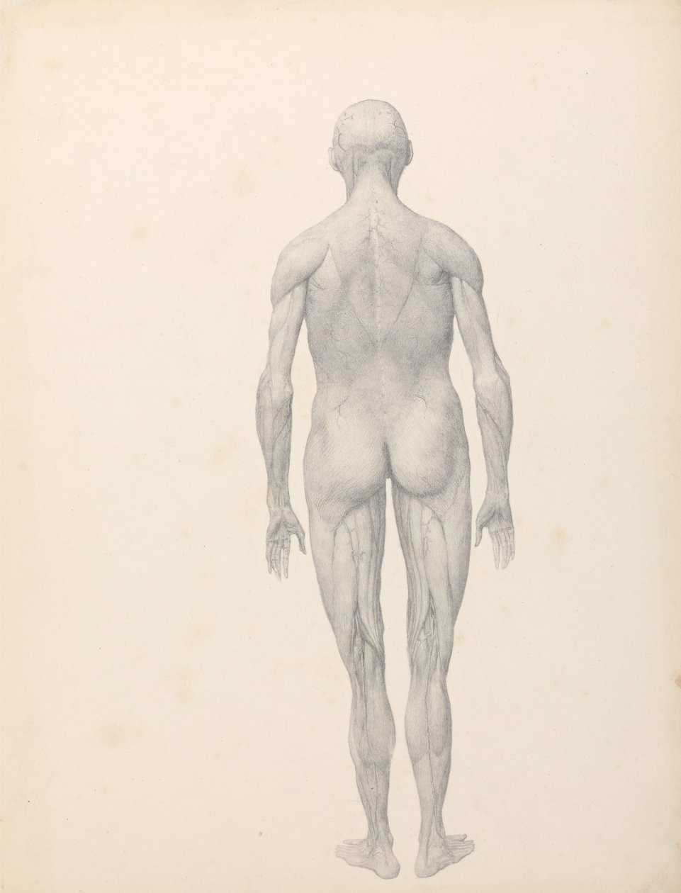 Vergleichende anatomische Darstellung der Struktur des menschlichen Körpers mit der eines Tigers und eines Haushuhns: Menschliche Figur, Rückansicht, teilweise seziert (Fertige Studie für Tafel XII) von George Stubbs