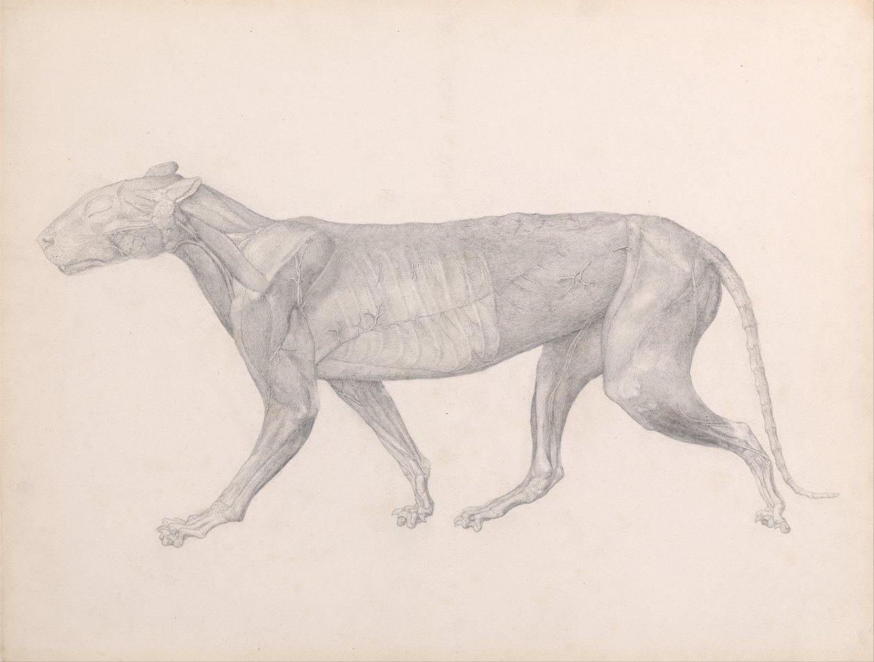 Vergleichende anatomische Darstellung der Struktur des menschlichen Körpers mit der eines Tigers und eines gewöhnlichen Huhns: Tiger, Seitenansicht, mit entferntem Bindegewebe (Fertige Studie für Tafel XIV) von George Stubbs