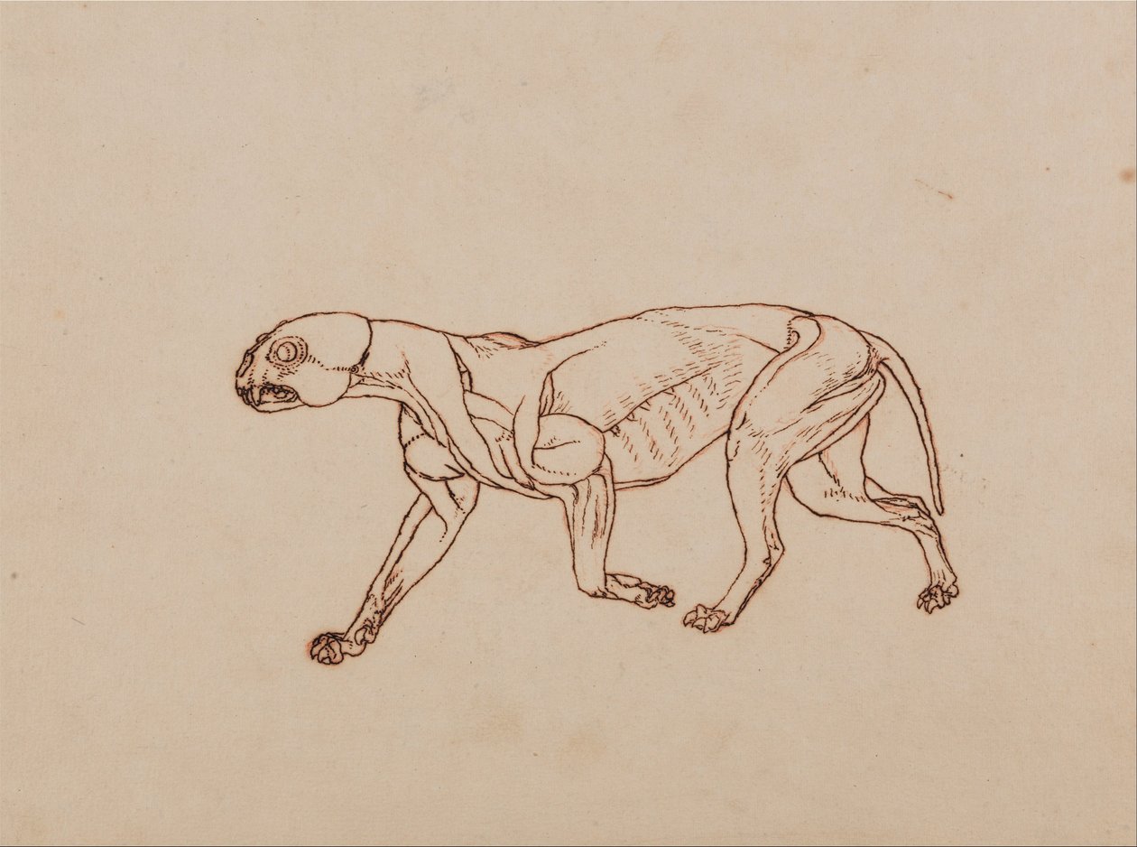 Ein vergleichender anatomischer Exposition der Struktur des menschlichen Körpers mit der eines Tigers und eines gewöhnlichen Huhns: Leopardenkörper, Seitenansicht von George Stubbs