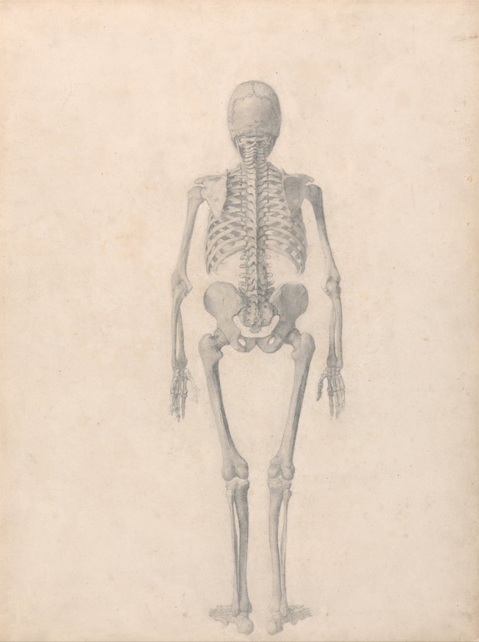 Vergleichende anatomische Darstellung der Struktur des menschlichen Körpers mit der eines Tigers und eines gewöhnlichen Huhns: Menschliches Skelett, Rückansicht (Fertige Studie für Tafel II) von George Stubbs