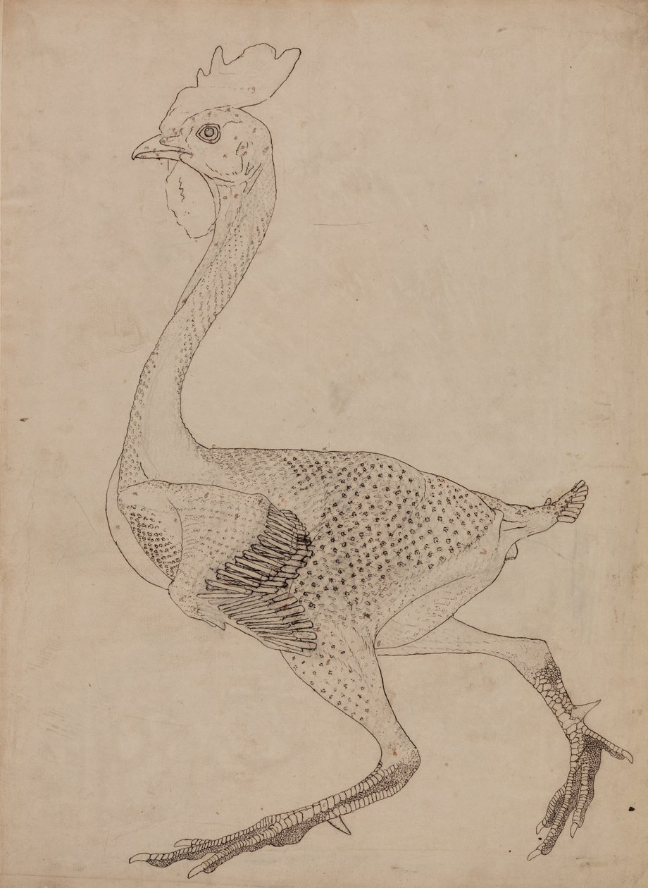 Vergleichende anatomische Darstellung der Struktur des menschlichen Körpers mit der eines Tigers und eines gewöhnlichen Huhns: Hühnerkörper, Seitenansicht von George Stubbs