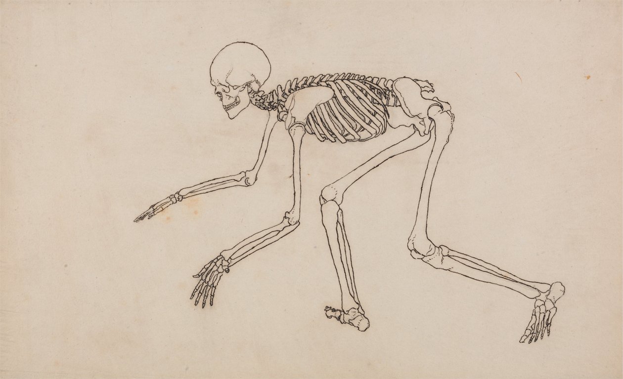 Vergleichende anatomische Darstellung der Struktur des menschlichen Körpers mit der eines Tigers und eines gewöhnlichen Huhns: Menschliches Skelett, Seitenansicht von George Stubbs