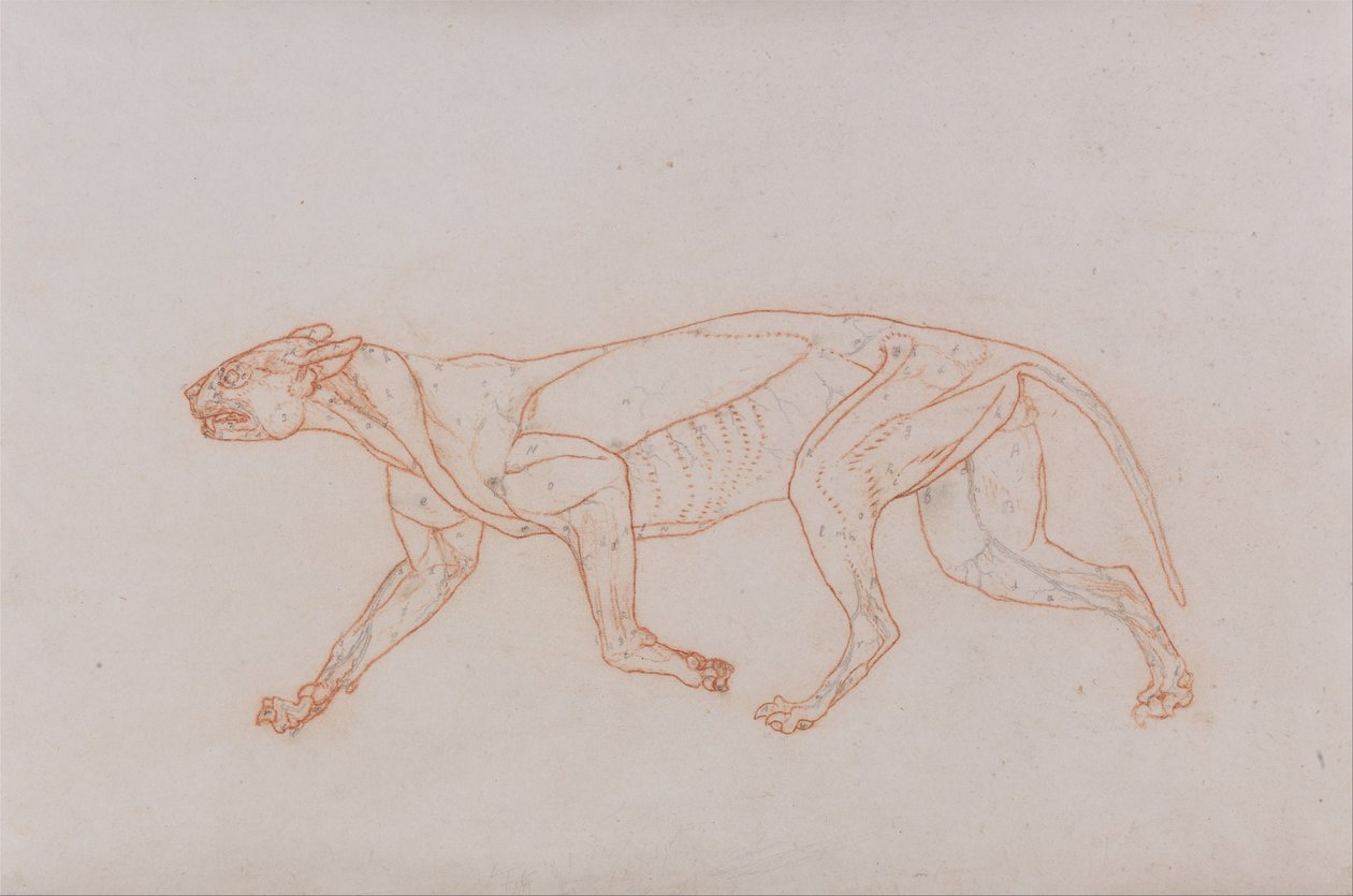 Vergleichende anatomische Darstellung der Struktur des menschlichen Körpers mit der eines Tigers und eines gewöhnlichen Huhns: Leopardenkörper, Seitenansicht von George Stubbs