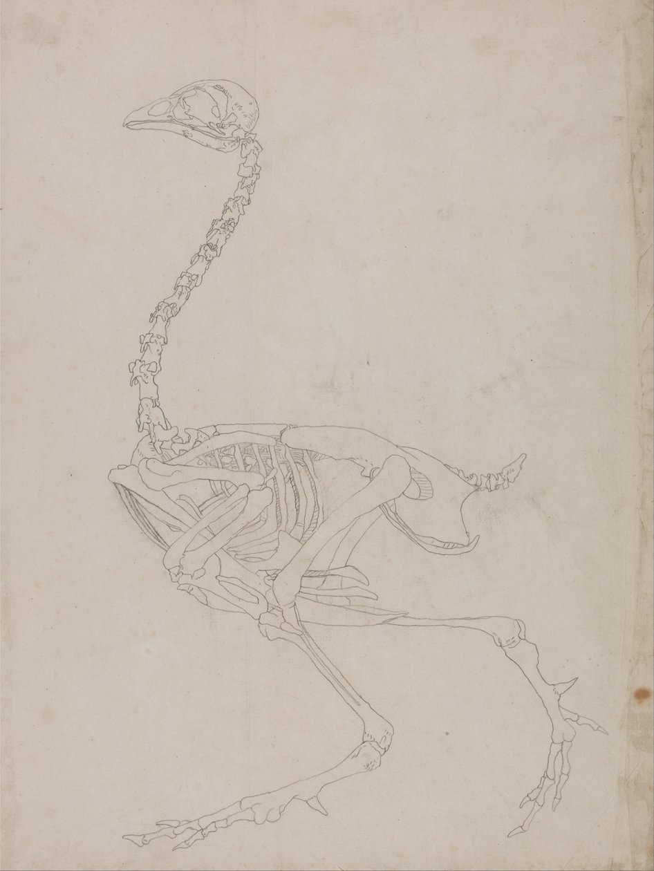 Vergleichende anatomische Darstellung der Struktur des menschlichen Körpers mit der eines Tigers und eines gewöhnlichen Huhns: Hühnerskelett, Seitenansicht (Umrisszeichnung des Skeletts) von George Stubbs