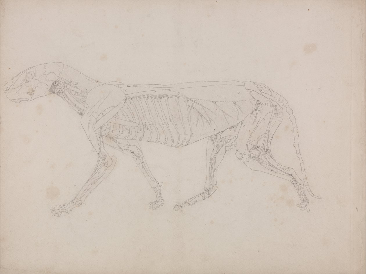 Vergleichende anatomische Darstellung der Struktur des menschlichen Körpers mit der eines Tigers und eines gewöhnlichen Huhns: Tigerkörper, Seitenansicht von George Stubbs