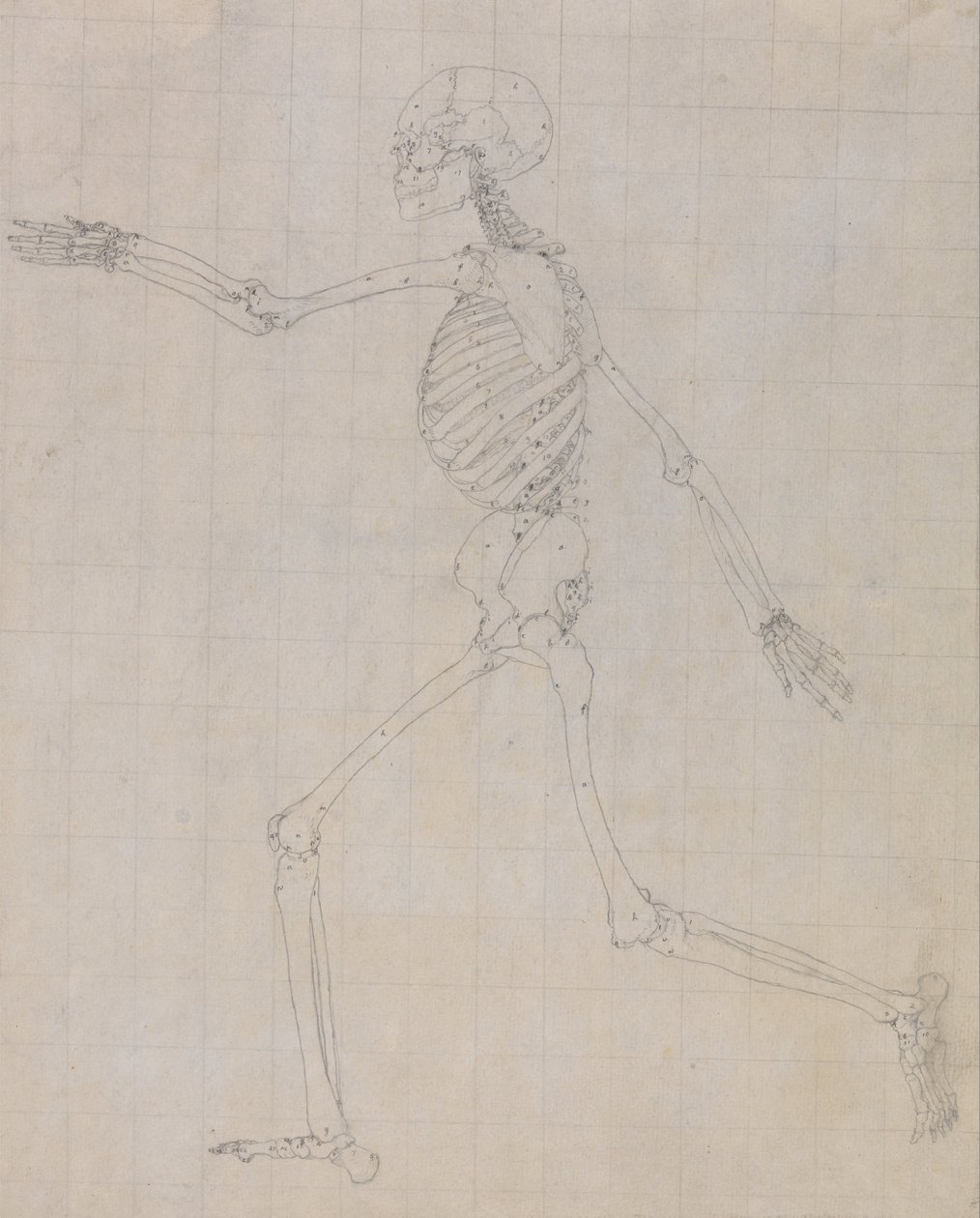 Vergleichende anatomische Darstellung der Struktur des menschlichen Körpers mit der eines Tigers und eines gewöhnlichen Huhns: Menschliches Skelett, Seitenansicht (Umriss des Skeletts) von George Stubbs