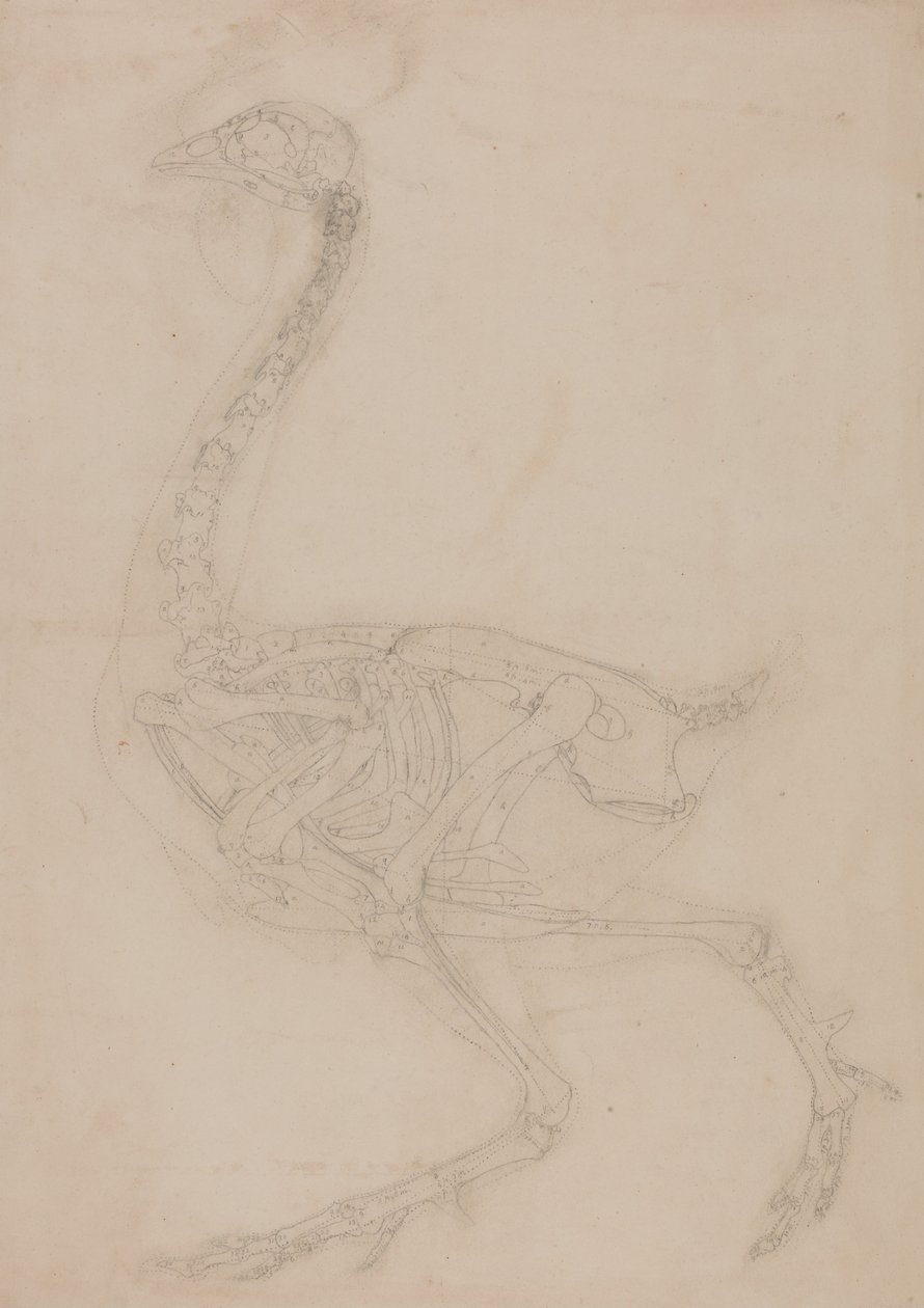 Vergleichende anatomische Darstellung der Struktur des menschlichen Körpers mit der eines Tigers und eines gewöhnlichen Huhns: Hühnerskelett, Seitenansicht von George Stubbs