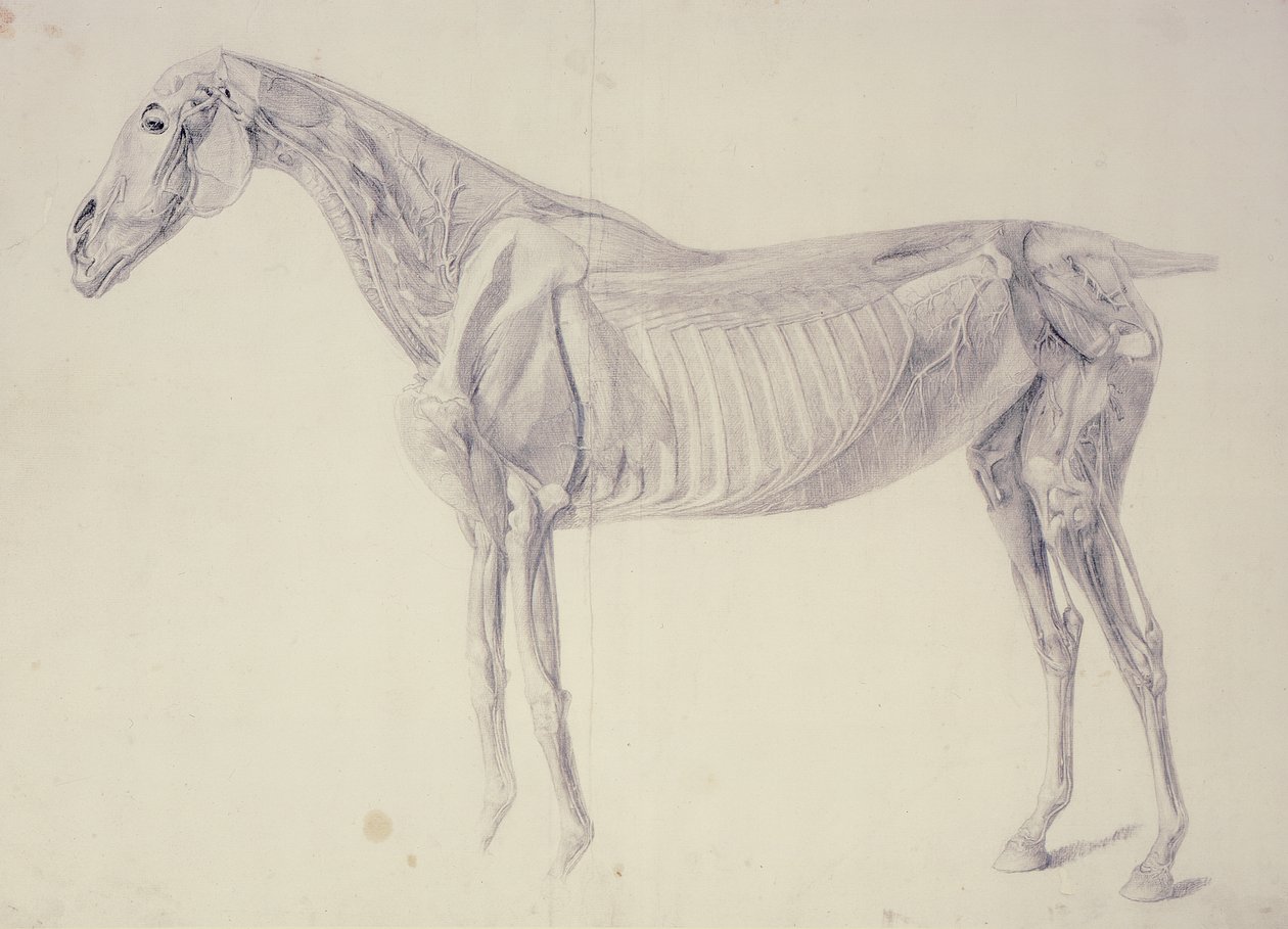 Diagramm aus The Anatomy of the Horse von George Stubbs