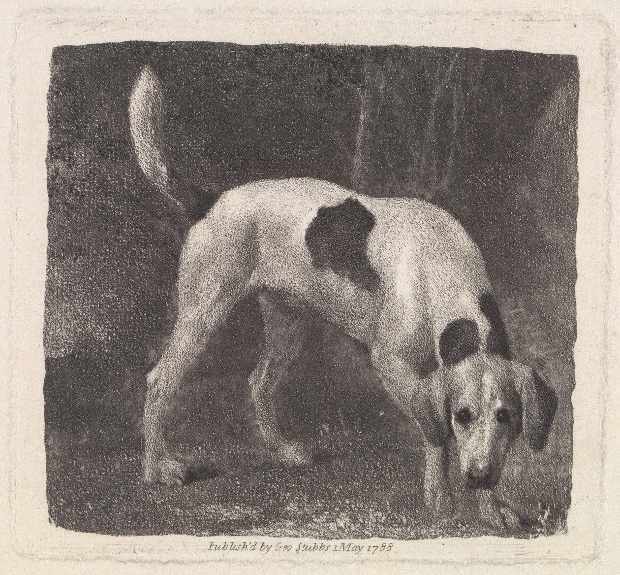 Hund (Ein Fuchshund auf der Fährte) graviert vom Künstler, veröffentlicht 1788 von George Stubbs