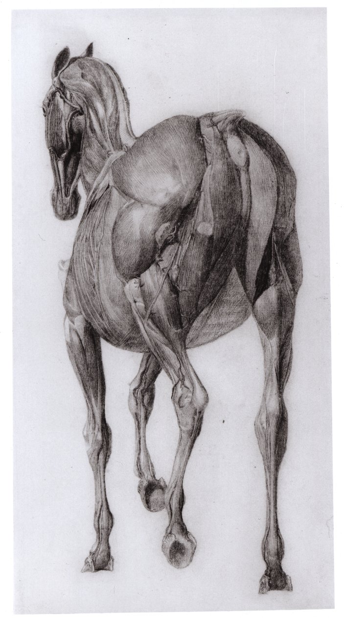 Rückenansicht der Muskelstruktur eines schrittweise sezierten Pferdes, Studie Nr. 7 aus Die Anatomie des Pferdes, 1766 von George Stubbs