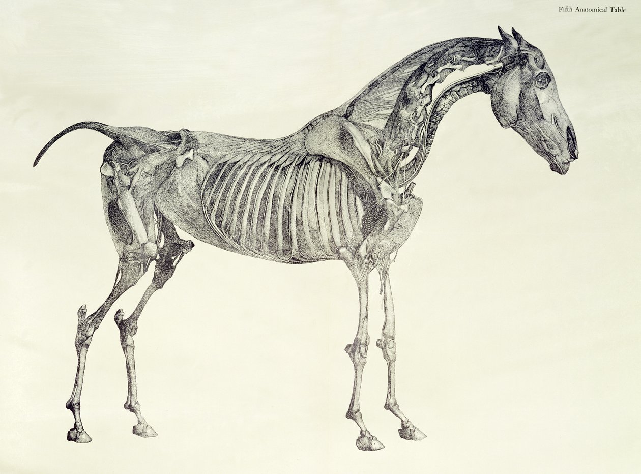 Fünfte anatomische Tafel, aus 