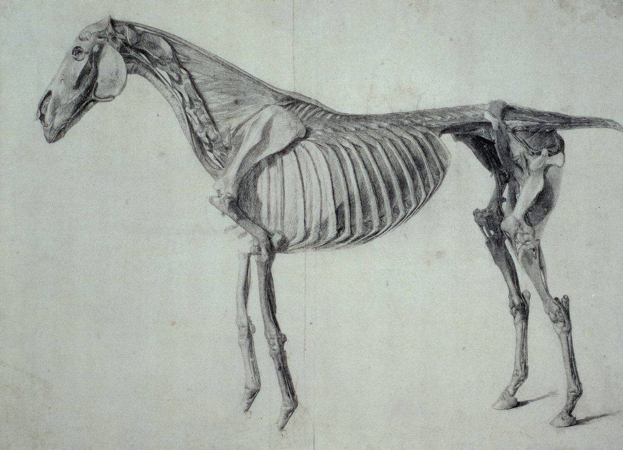 Fertige Studie für die fünfte anatomische Tafel eines Pferdes (Graphit auf Papier) von George Stubbs