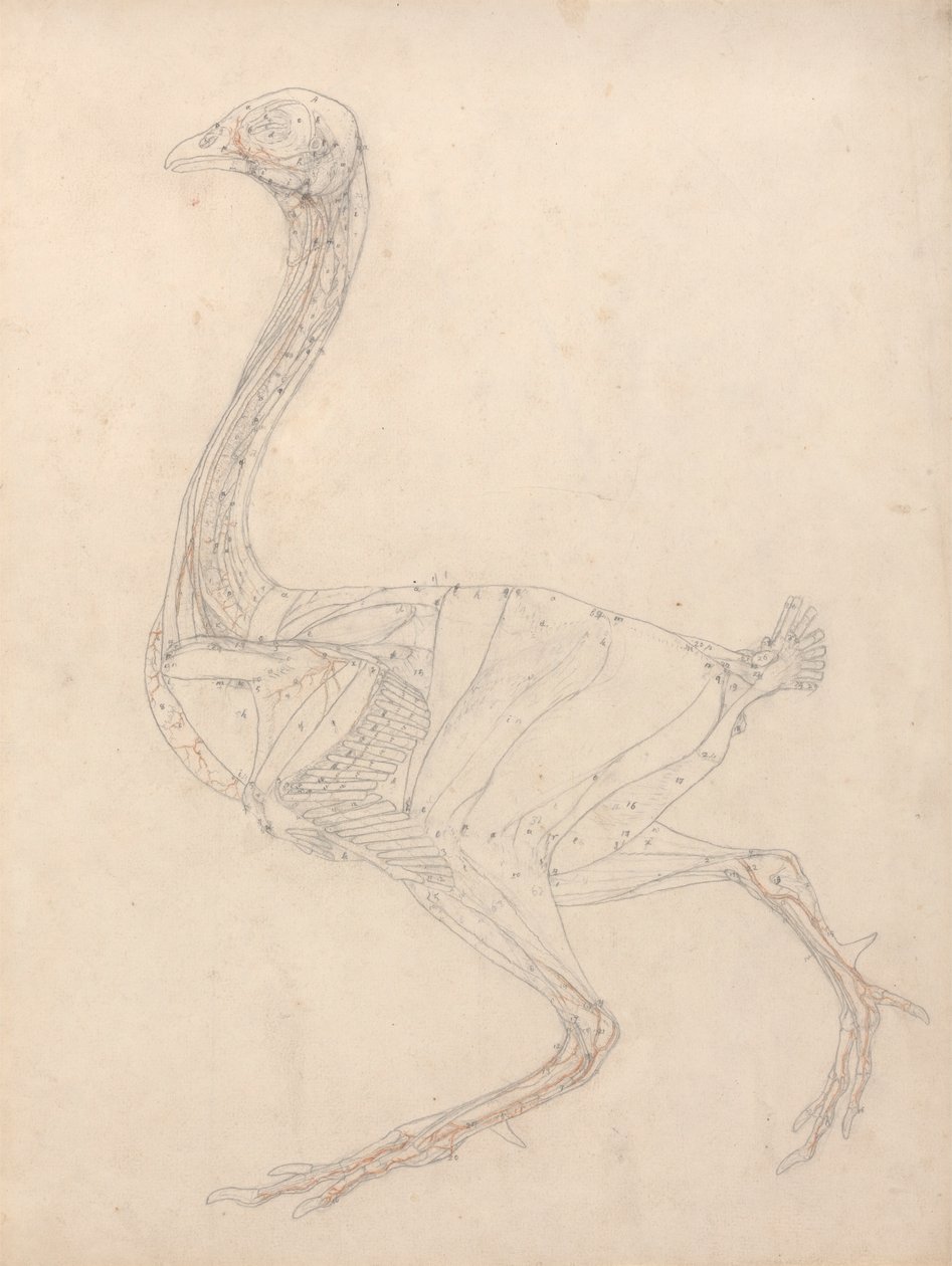 Vogelkörper, Seitenansicht (Studie für die Schlüsselfigur zu Tabelle XV) von George Stubbs