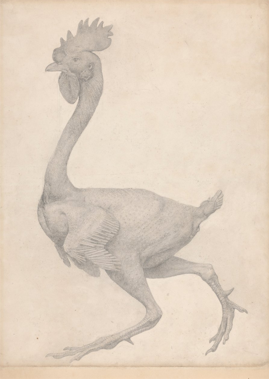 Geflügel, Seitenansicht mit den meisten Federn entfernt (Fertige Studie für Tisch X) von George Stubbs
