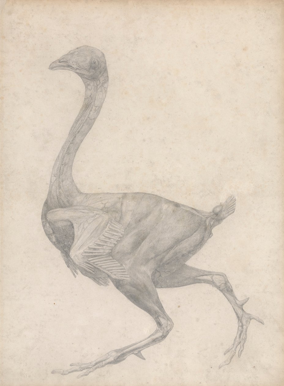 Vogel, Seitenansicht, mit entfernter Haut und darunterliegenden Faszienschichten (Fertige Studie für Tafel XV) von George Stubbs