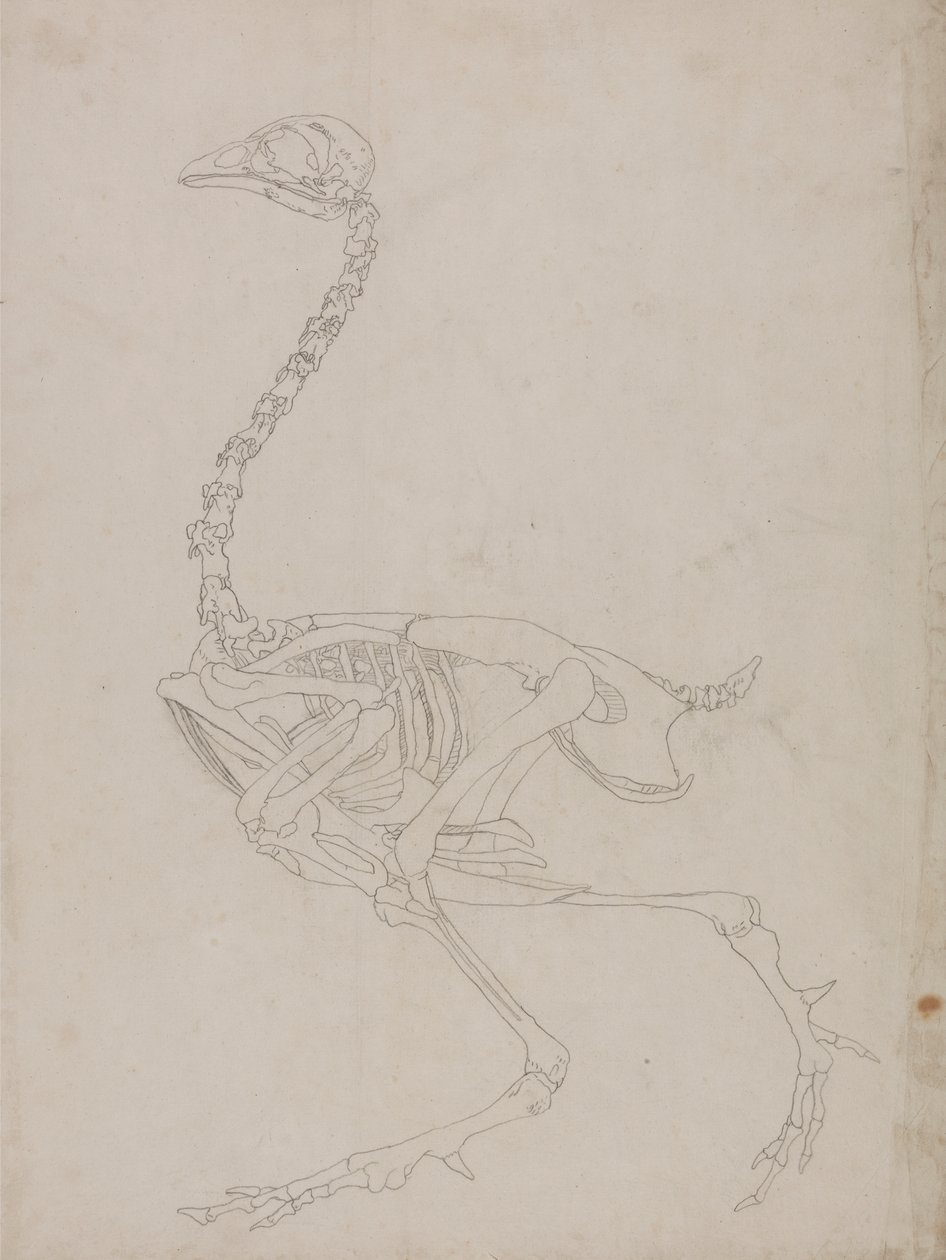 Vogelskelett, Seitenansicht (Umrisszeichnung des Skeletts) von George Stubbs