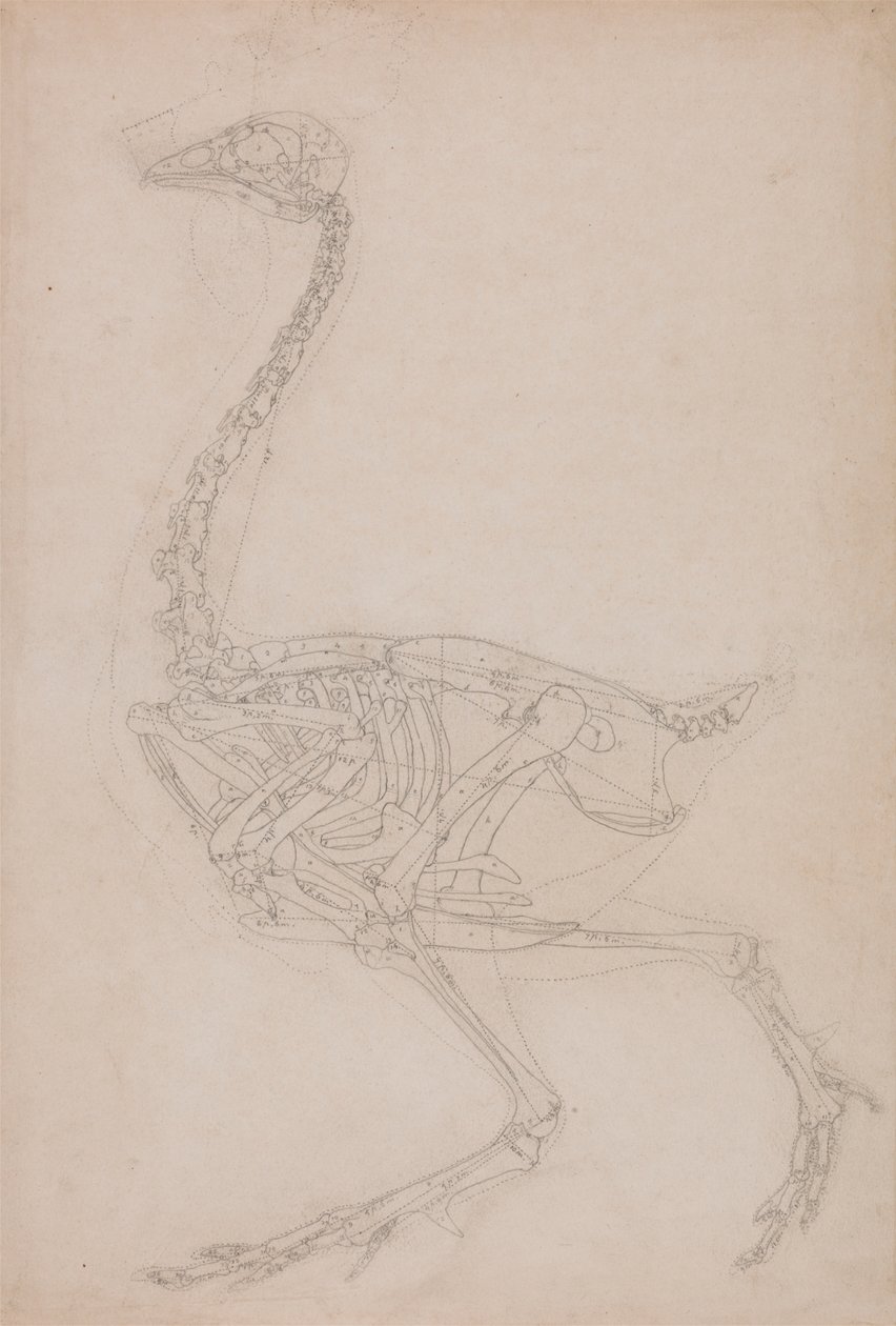 Vogelskelett, seitliche Ansicht (wahrscheinlich Grundstudie der Proportionen des Vogelskeletts für andere Zeichnungen verwendet) von George Stubbs