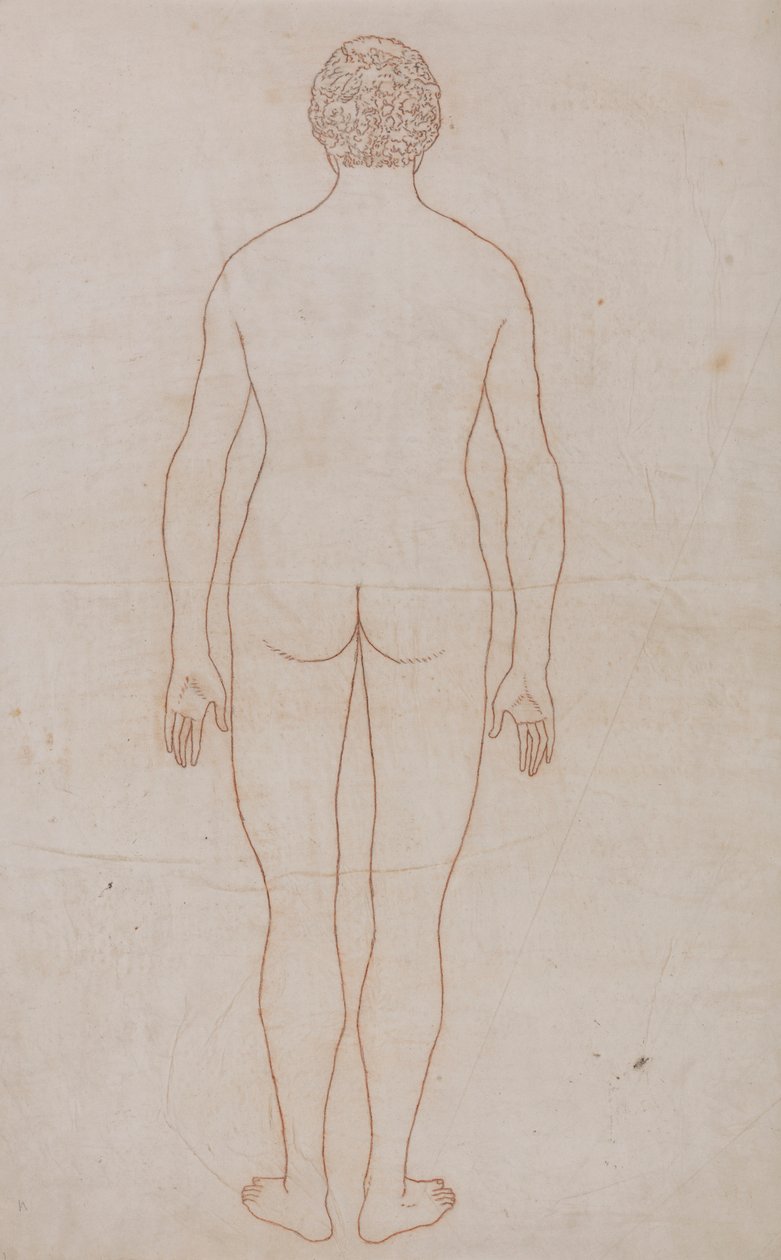 Menschlicher Körper, Rückansicht (Umrisszeichnung für Tafel VII) von George Stubbs