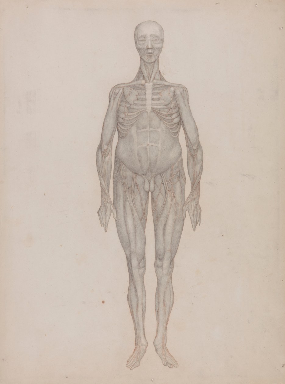 Menschliche Figur, Vorderansicht von George Stubbs