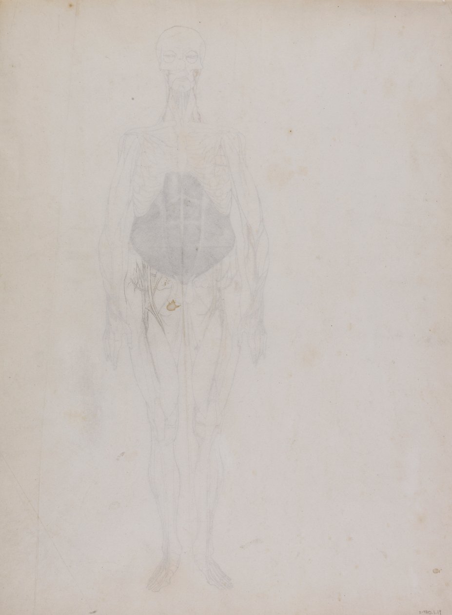 Menschliche Figur, Vorderansicht (größtenteils in Umrissen) von George Stubbs