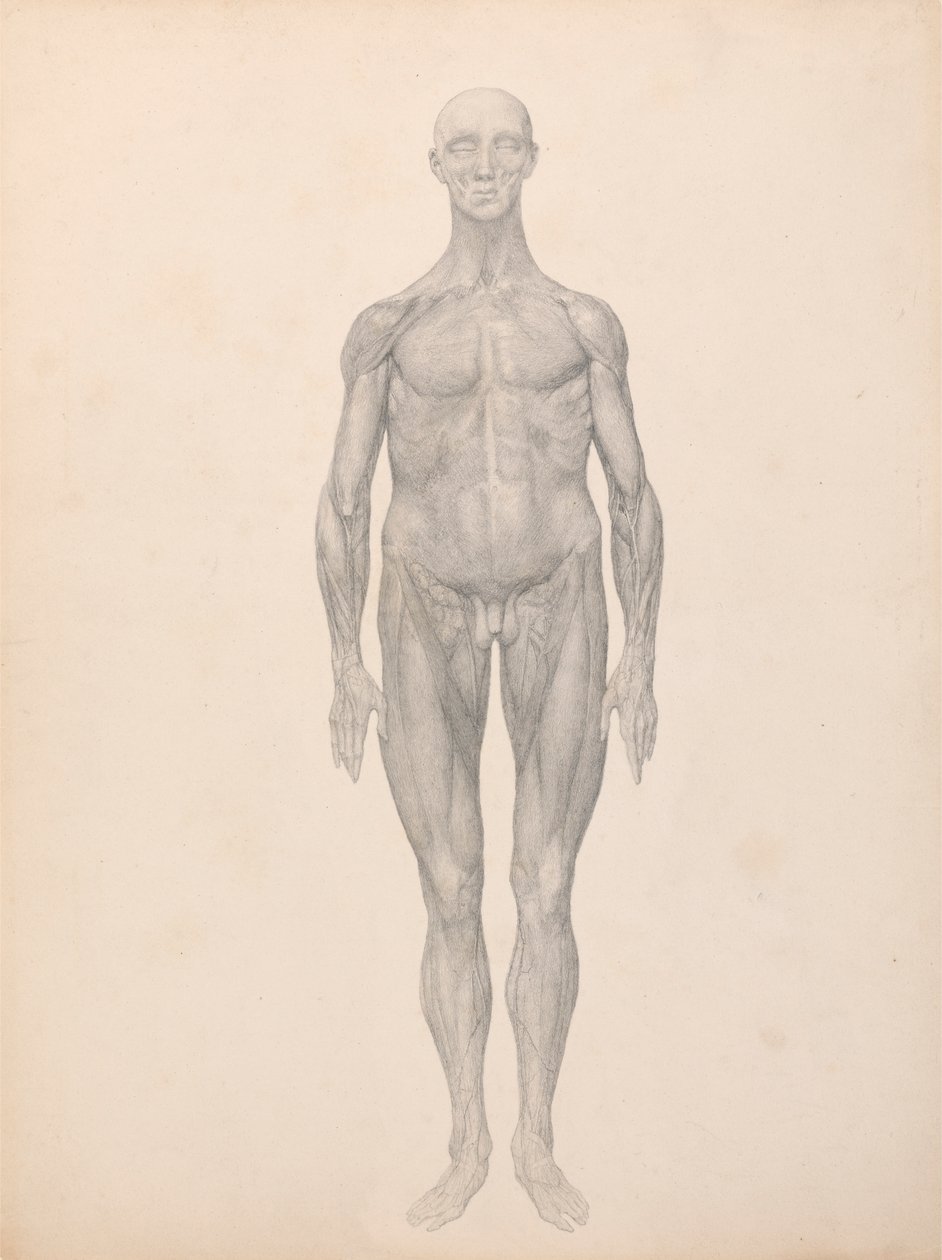 Menschliche Figur, Vorderansicht, Haut und darunterliegende Faszienschichten entfernt (Fertige Studie für Tabelle XI) von George Stubbs