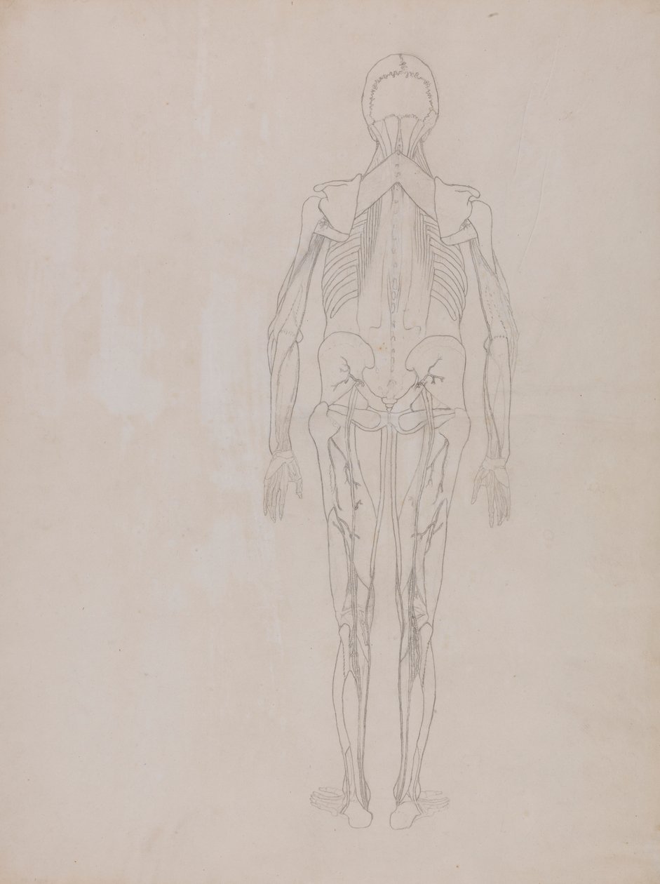 Menschliche Figur, Rückansicht (Umrisszeichnung für die Schlüsselfigur einer unveröffentlichten Platte) von George Stubbs
