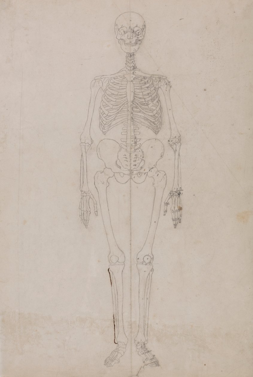 Menschliches Skelett, Vorderansicht (Endstudie) von George Stubbs