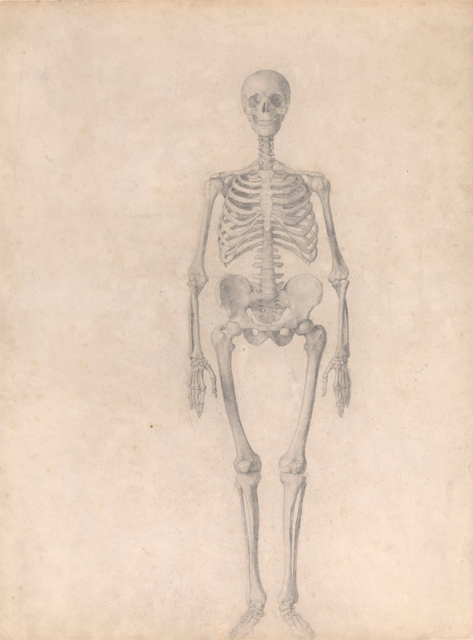 Menschliches Skelett, Vorderansicht (Fertige Studie für Tabelle I) von George Stubbs