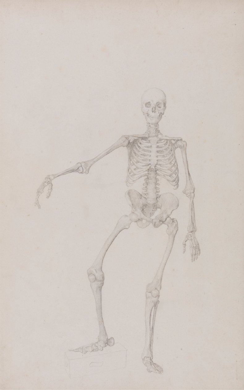 Menschliches Skelett, Vorderansicht (Rechter Arm ausgestreckt; fertige Studie für unveröffentlichte Tabelle) von George Stubbs