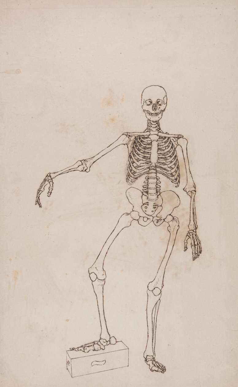 Menschliches Skelett, Vorderansicht von George Stubbs