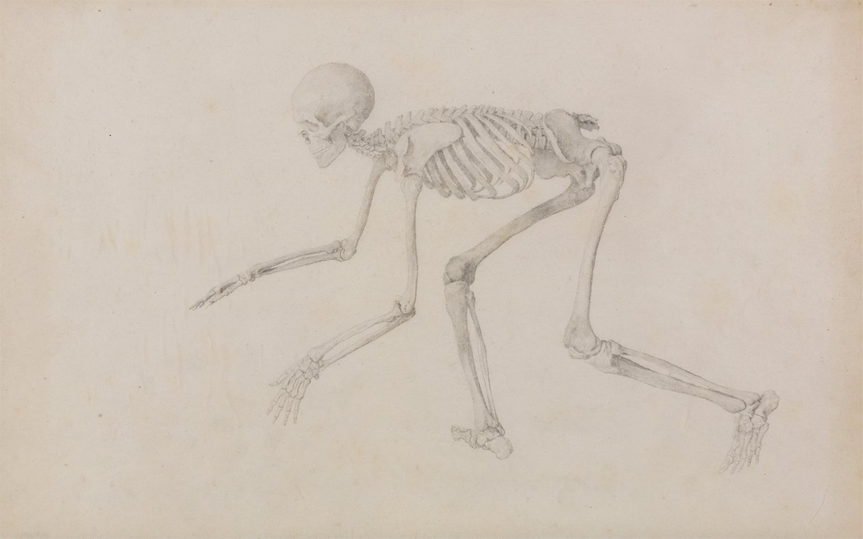 Menschliches Skelett, Seitenansicht (in Krabbelhaltung; fertige Studie für eine unveröffentlichte Tafel) von George Stubbs