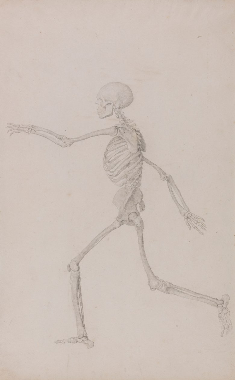 Menschliches Skelett, Seitenansicht von links, laufend (Fertige Studie für Tabelle III) von George Stubbs