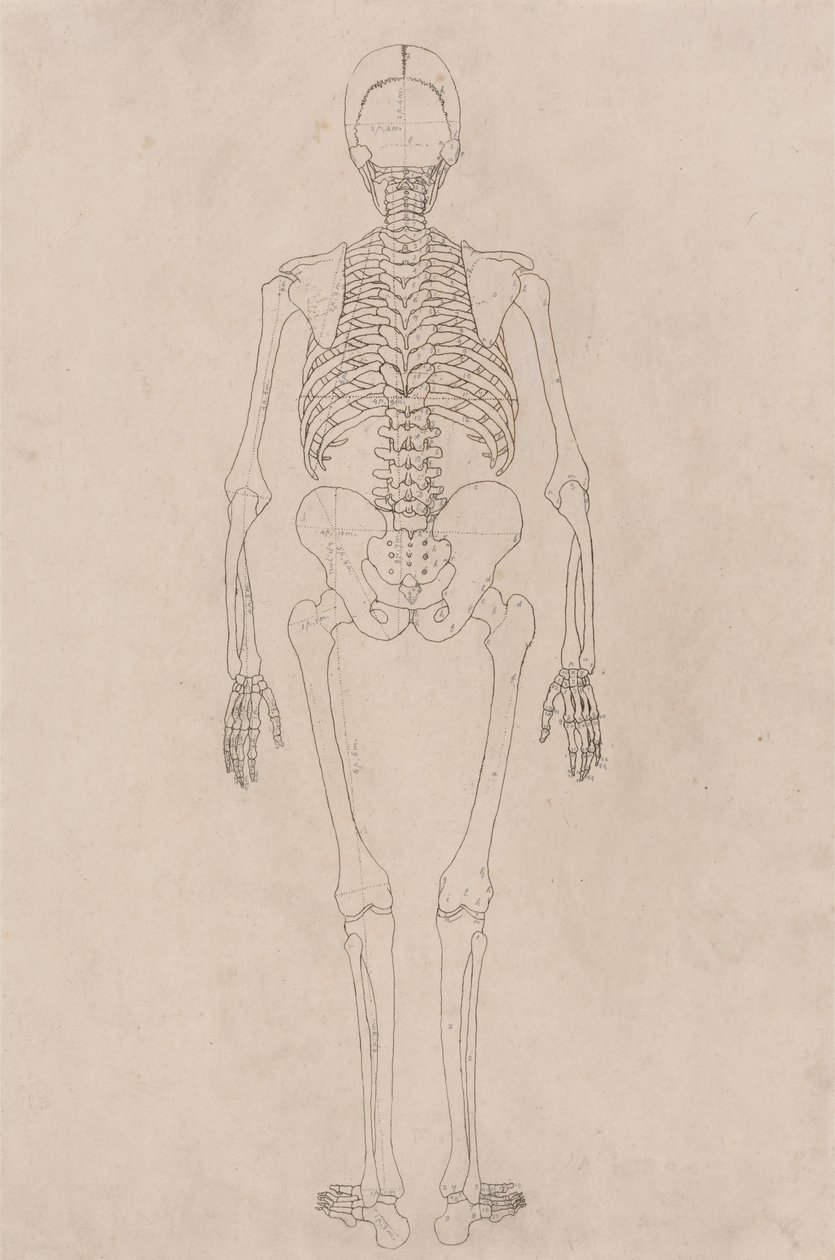 Menschliches Skelett, Rückansicht (Bezieht sich auf Tabelle II) von George Stubbs