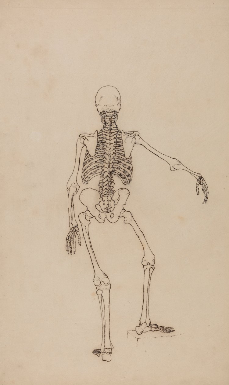 Menschliches Skelett, Rückansicht von George Stubbs