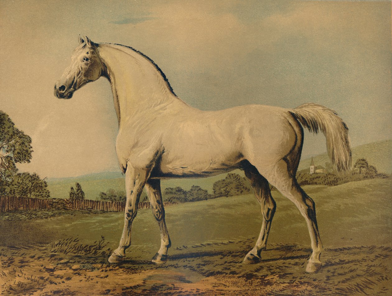 Mambrino. Gezüchtet von Lord Grosvenor, ca. 1770er, ca. 1879 von George Stubbs