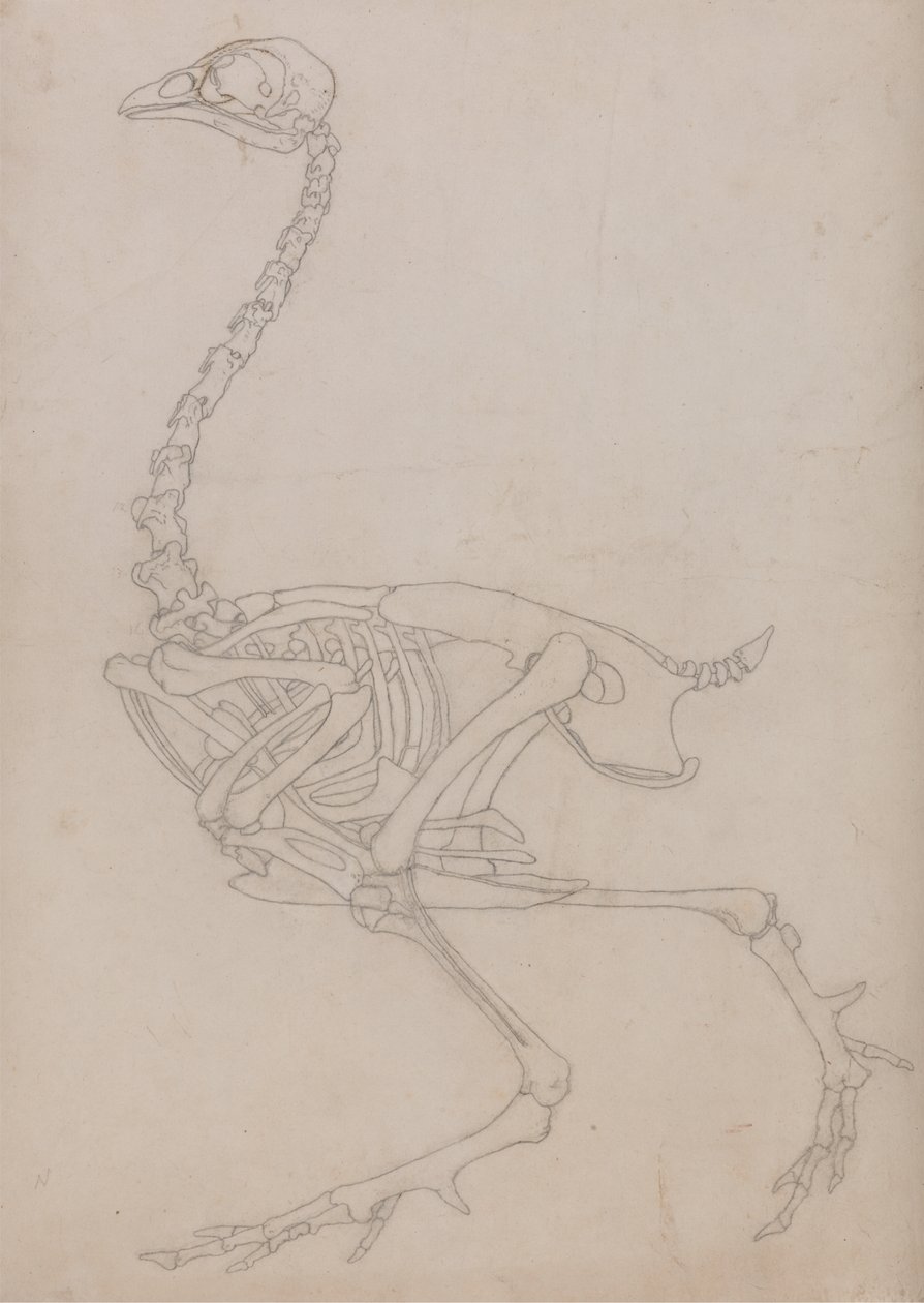 Studie eines Huhns, Seitenansicht, aus A Comparative Anatomical Exposition of the Structure of the Human Body with that of a Tiger and a Common Fowl, 1795-1806 von George Stubbs
