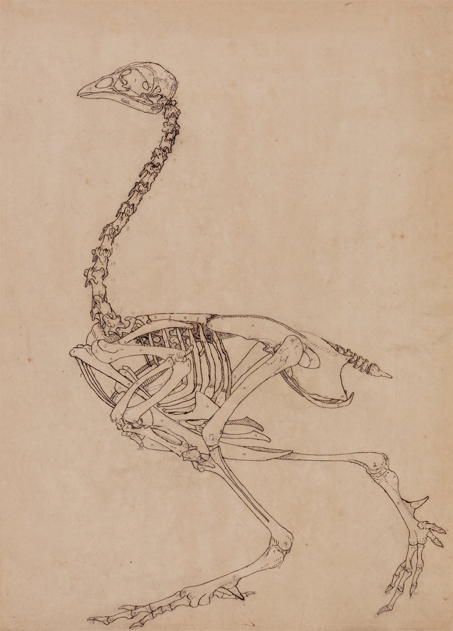 Studie eines Huhns, Seitenansicht, aus A Comparative Anatomical Exposition of the Structure of the Human Body with that of a Tiger and a Common Fowl, 1795-1806 von George Stubbs