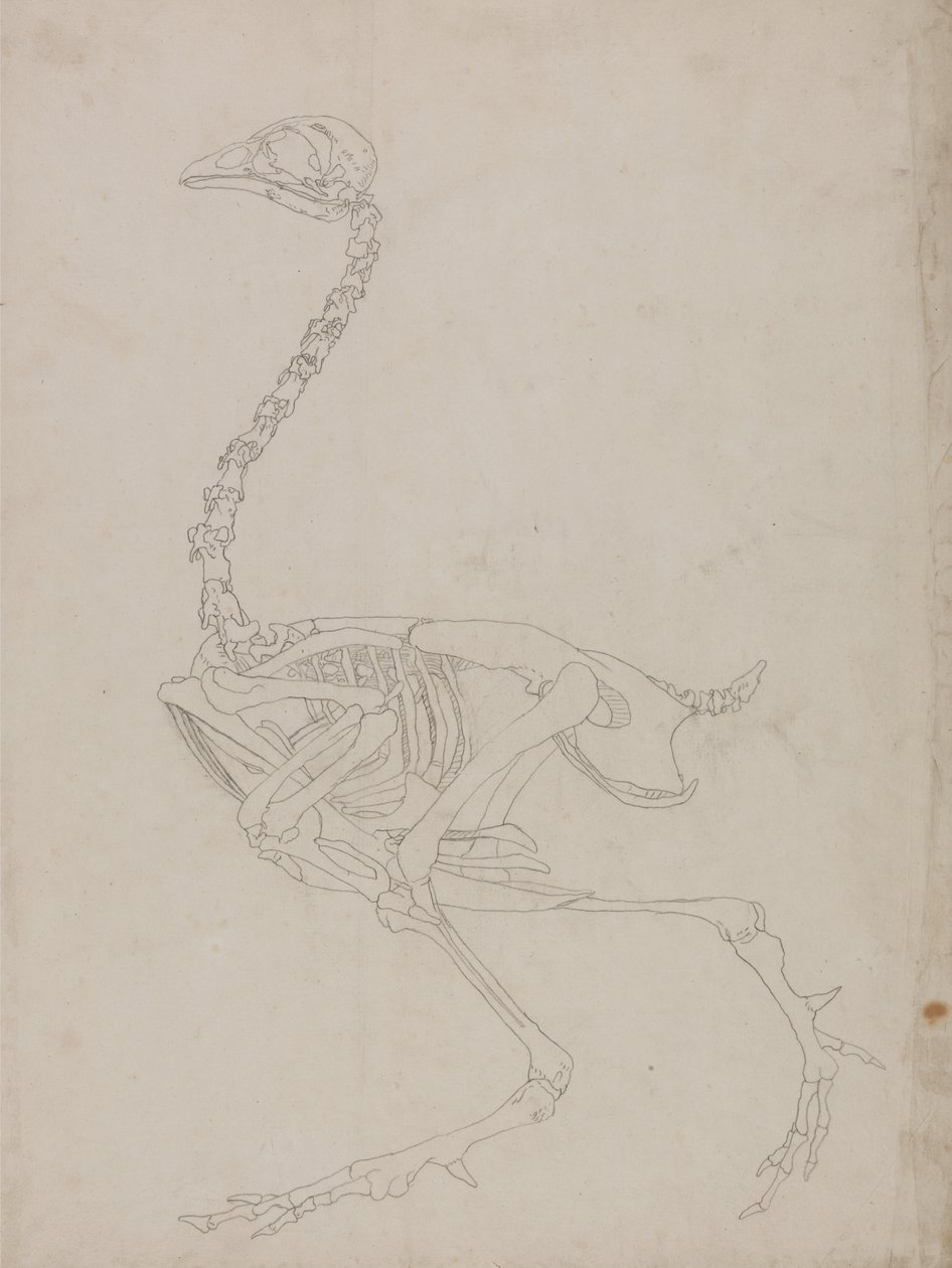 Studie eines Huhns, Seitenansicht, aus A Comparative Anatomical Exposition of the Structure of the Human Body with that of a Tiger and a Common Fowl, 1795-1806 von George Stubbs