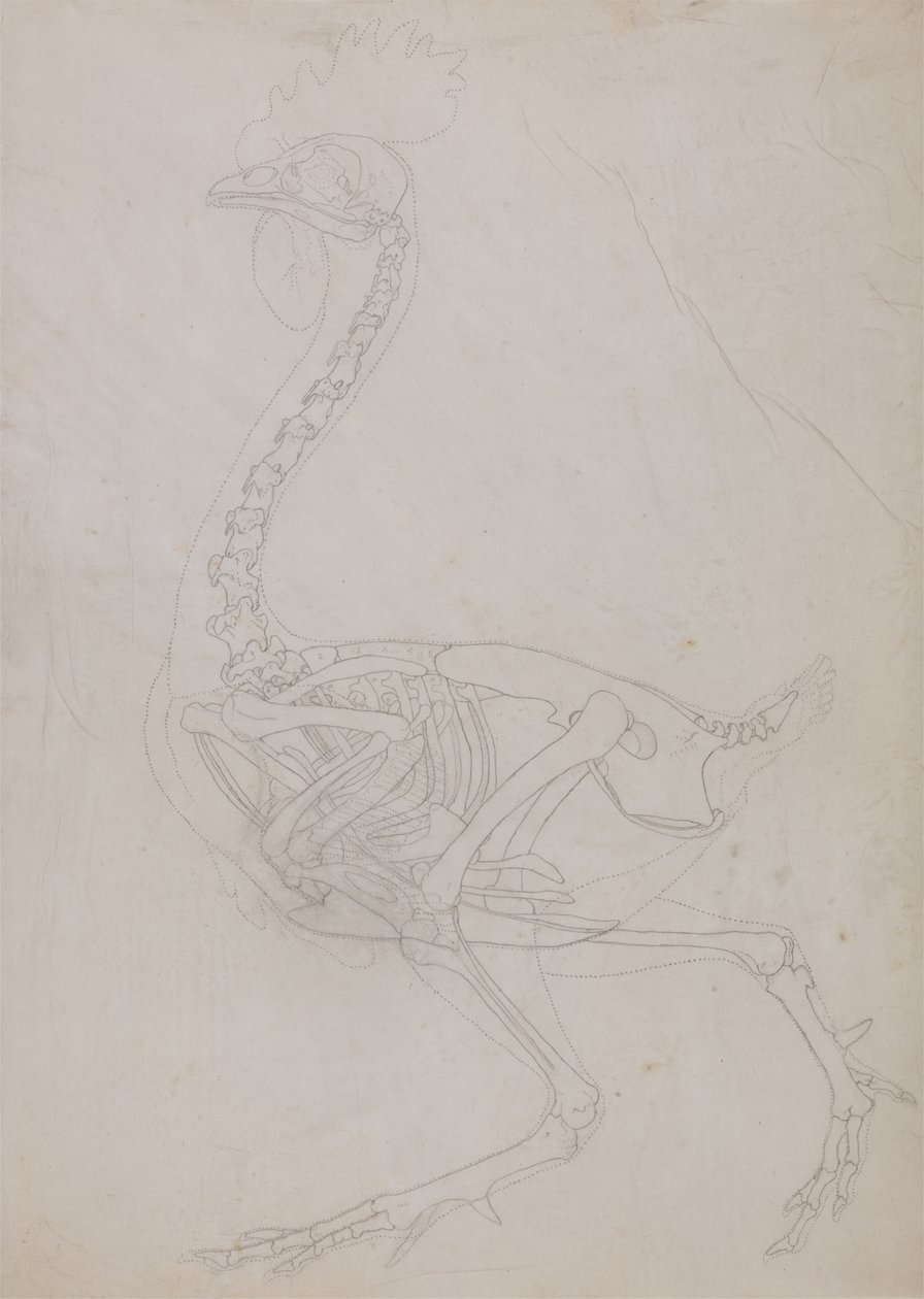 Studie eines Huhns, Seitenansicht, aus A Comparative Anatomical Exposition of the Structure of the Human Body with that of a Tiger and a Common Fowl, 1795-1806 von George Stubbs
