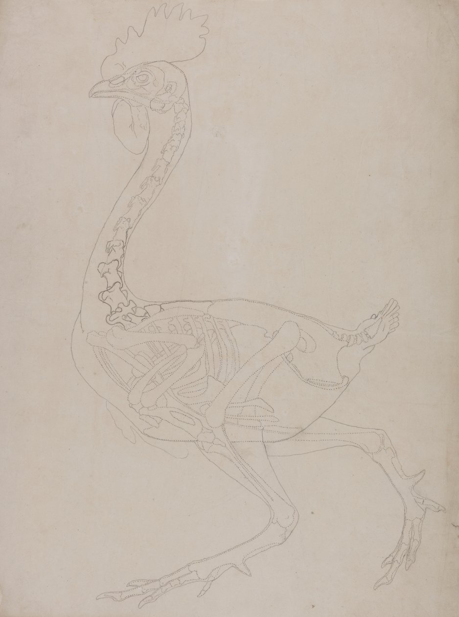 Studie eines Huhns, Seitenansicht, aus A Comparative Anatomical Exposition of the Structure of the Human Body with that of a Tiger and a Common Fowl, 1795-1806 von George Stubbs