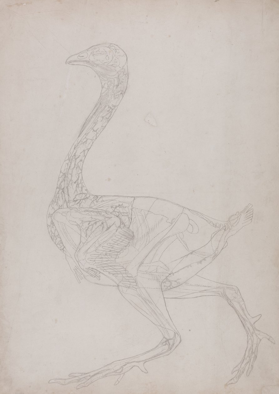 Studie eines Huhns, Seitenansicht, aus Ein Vergleichender Anatomischer Exposition der Struktur des menschlichen Körpers mit der eines Tigers und eines gewöhnlichen Huhns, 1795-1806 von George Stubbs