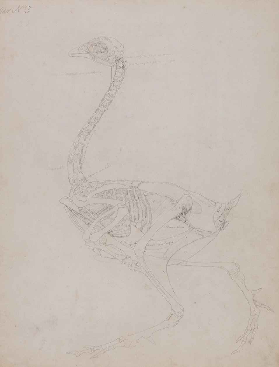 Studie eines Huhns, Seitenansicht, aus Ein Vergleichender Anatomischer Exposition der Struktur des menschlichen Körpers mit der eines Tigers und eines gewöhnlichen Huhns, 1795-1806 von George Stubbs