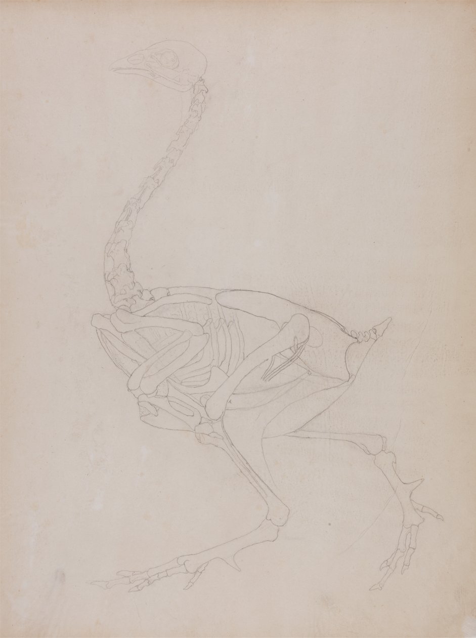 Studie eines Huhns, Seitenansicht, aus Ein Vergleichender Anatomischer Exposition der Struktur des menschlichen Körpers mit der eines Tigers und eines gewöhnlichen Huhns, 1795-1806 von George Stubbs