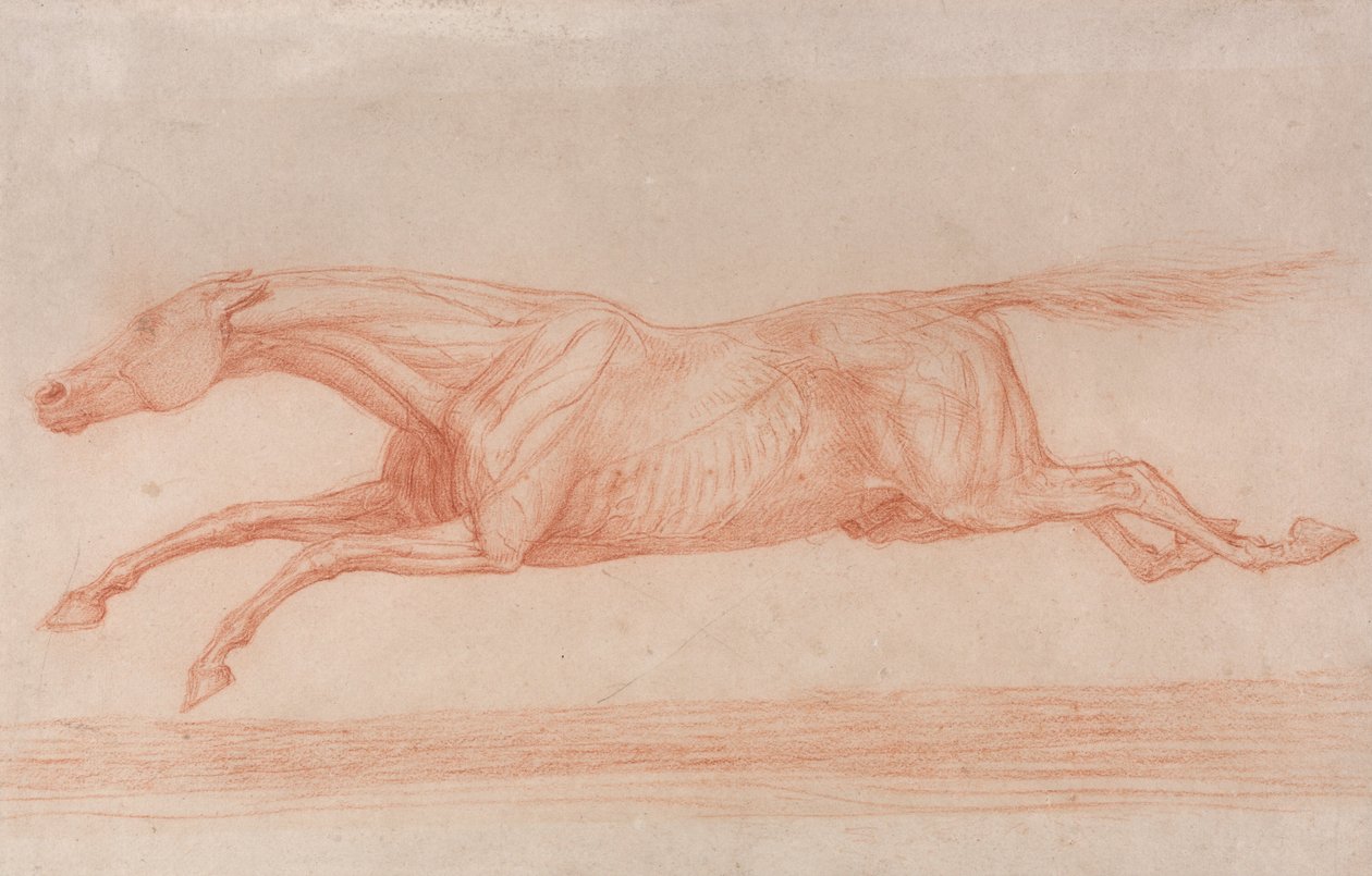 Studie eines Rennpferdes in Aktion: Galoppierend nach links, eine halb-anatomische Studie, mit abgezogener Haut, um die Muskelbewegung zu zeigen von George Stubbs
