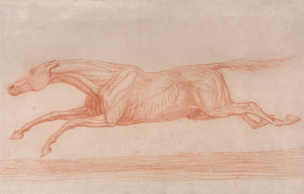 Studie eines Rennpferdes in Aktion: Galoppieren nach links, eine halb-anatomische Studie, mit abgezogener Haut zur Darstellung der Muskelbewegung von George Stubbs