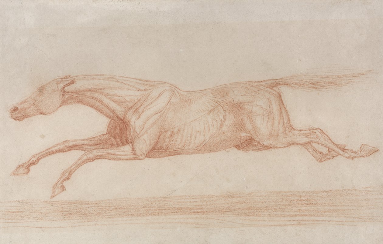 Studie eines Rennpferdes in Aktion: nach links galoppierend von George Stubbs