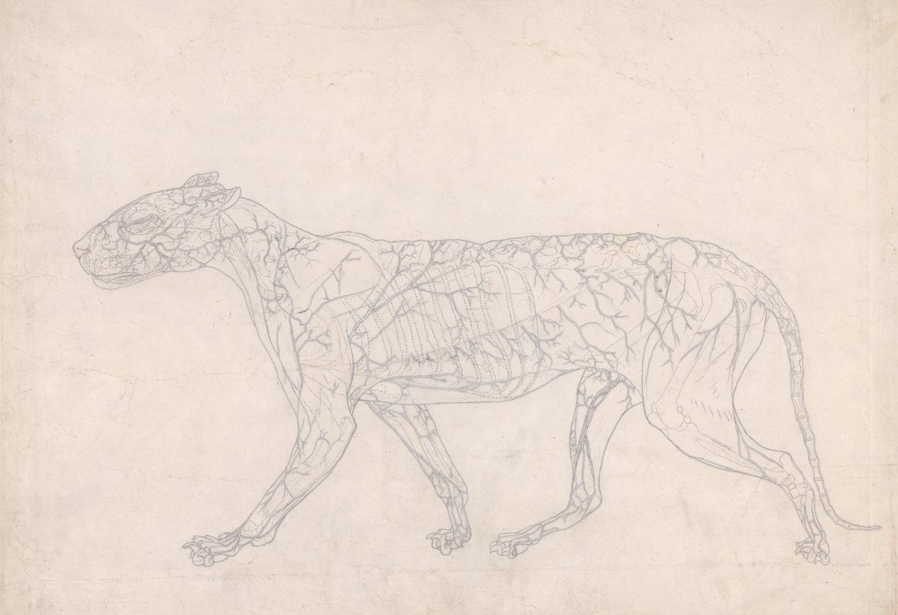 Studie eines Tigers, Seitenansicht, Diagramm zur Darstellung der subkutanen Blutversorgung, aus Einem Vergleichenden Anatomischen Exposé der Struktur des menschlichen Körpers mit dem eines Tigers und eines gewöhnlichen Huhns, 1795-1806 von George Stubbs
