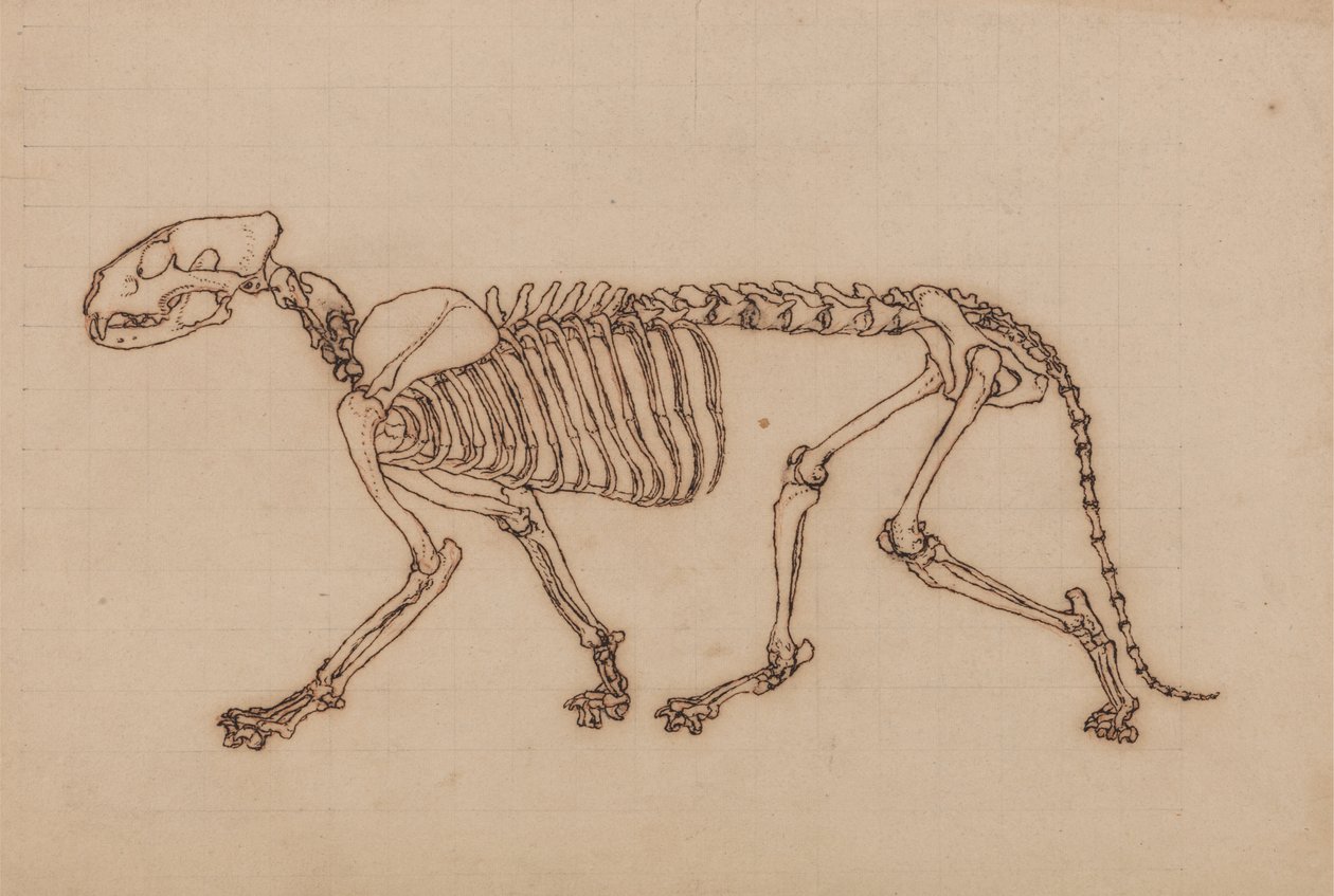 Studie eines Tigers, Seitenansicht, aus Einem Vergleichenden Anatomischen Exposé der Struktur des menschlichen Körpers mit dem eines Tigers und eines gewöhnlichen Huhns, 1795-1806 von George Stubbs